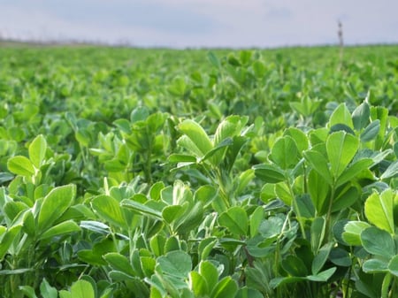 alfalfa-erba-medica-coltivazione-1