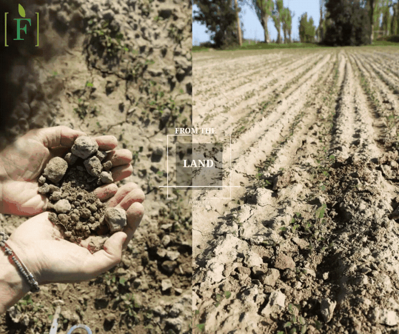 From the Soil – Where Life Begins