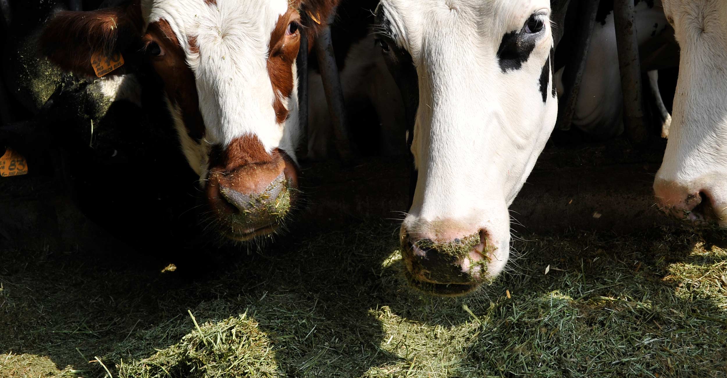 Come valutare il fabbisogno di una vacca da latte?