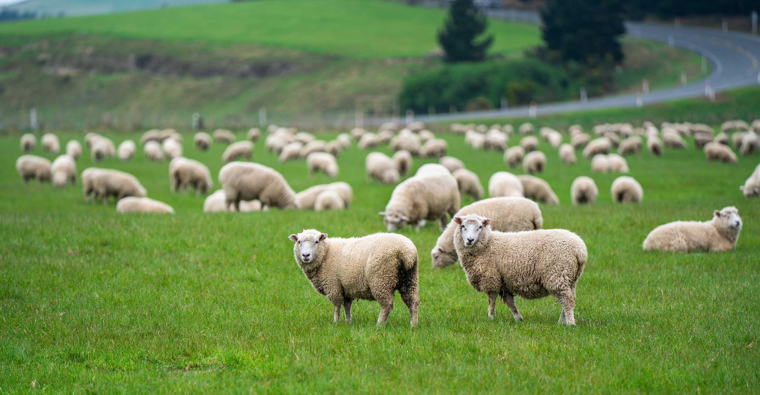 Mangimi per ovini e caprini, l’arte dell’alimentazione