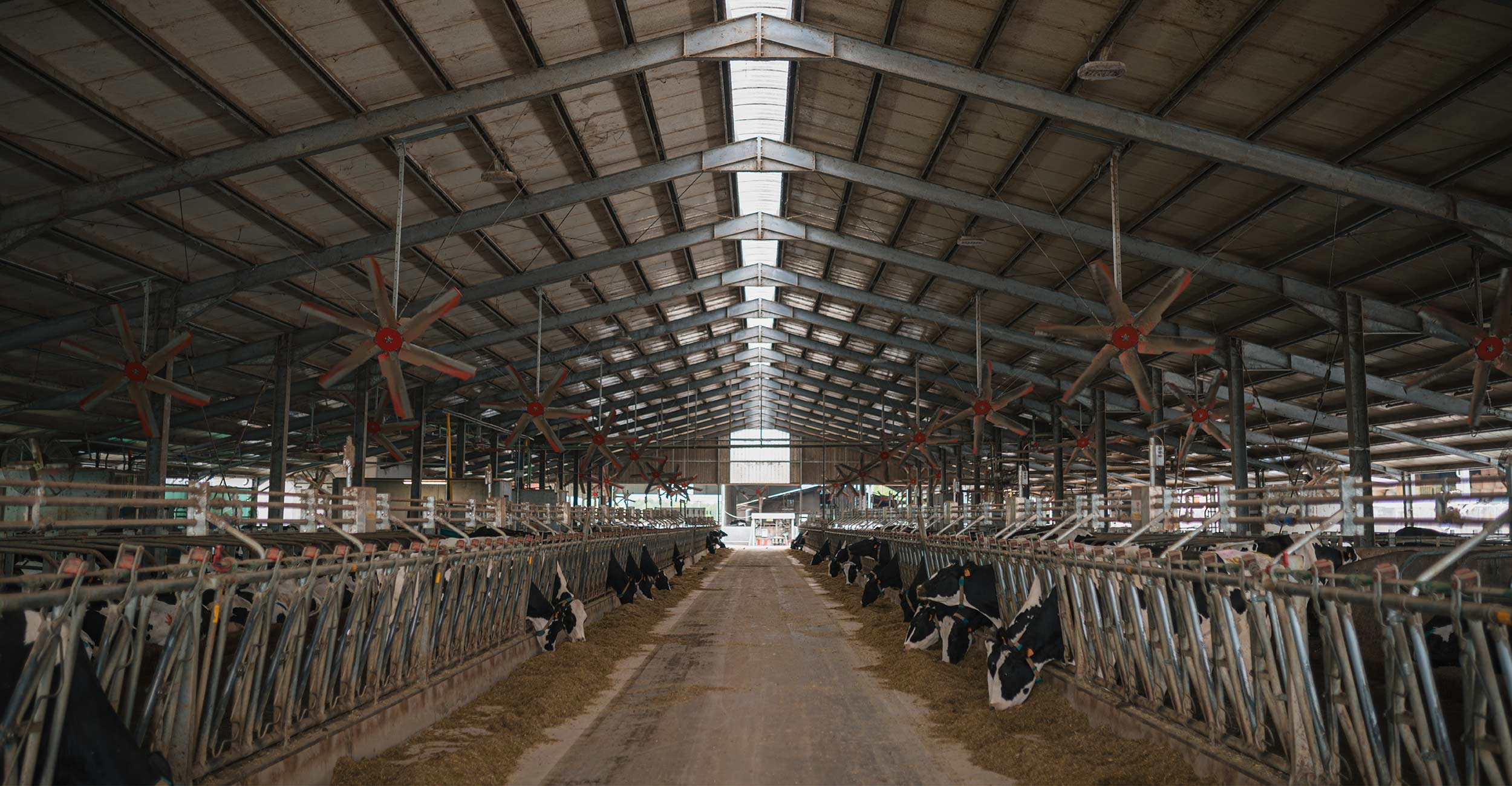 Riduzione dello stress termico nei bovini con erba medica: le strategie alimentari