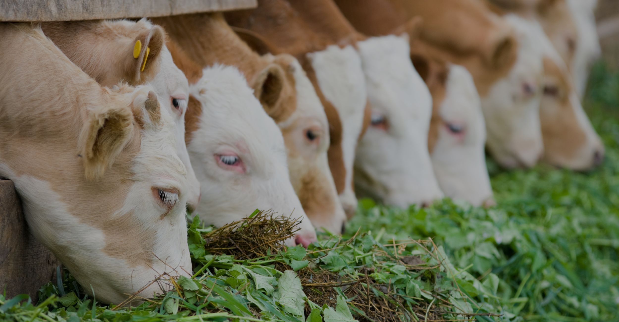 Foraggio per bovini: l’alimentazione per ogni tipo di animale